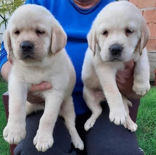 Labrador-stenci