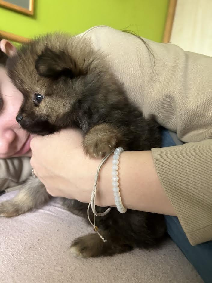 Pomeranac-