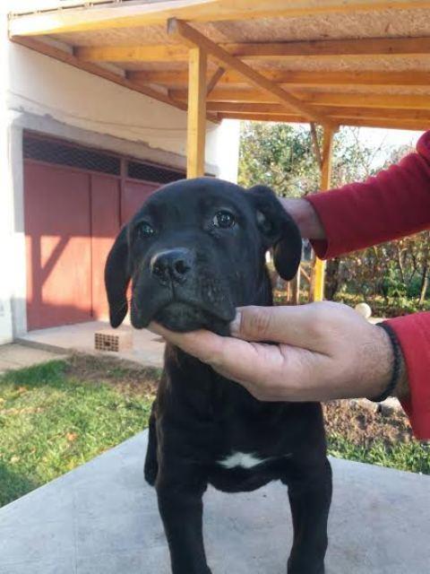 Cane-corso-