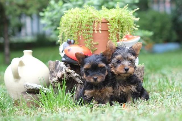Jorksirski-terijer-stenci