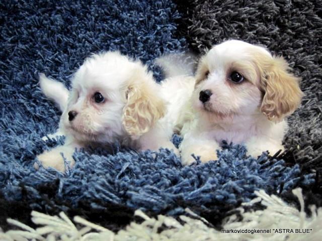 Cavachon stenci
