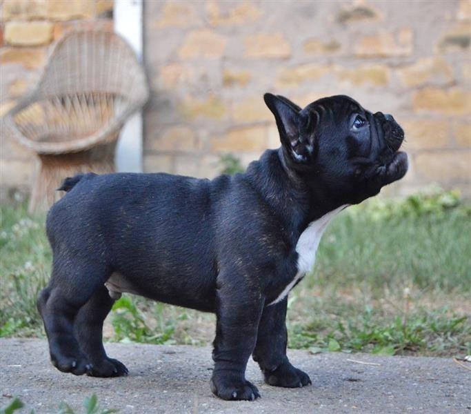 Francuski-Buldog