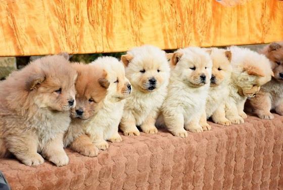 Chow-chow-cau-cau-stenad
