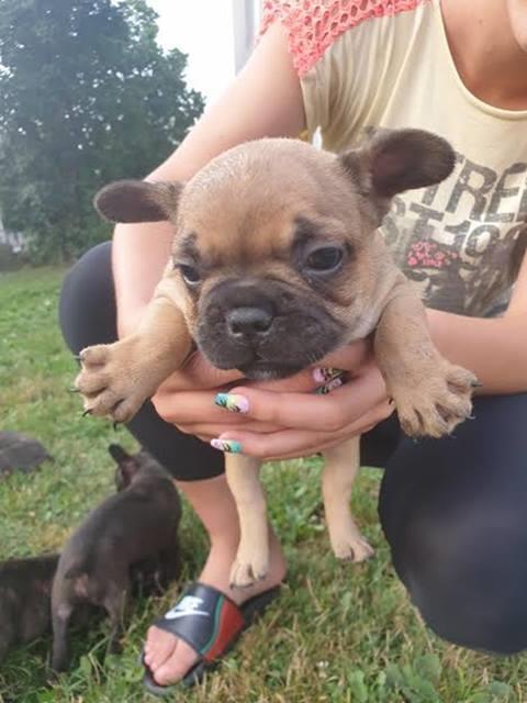Francuski-buldog
