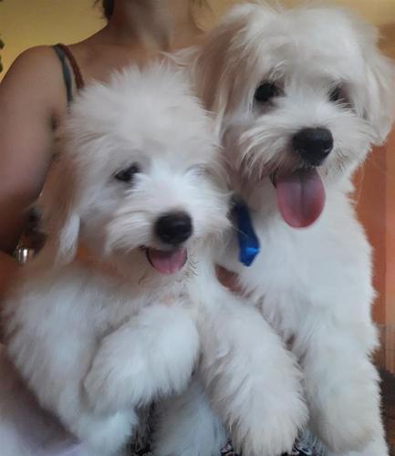 Coton de Tulear - muzjaci