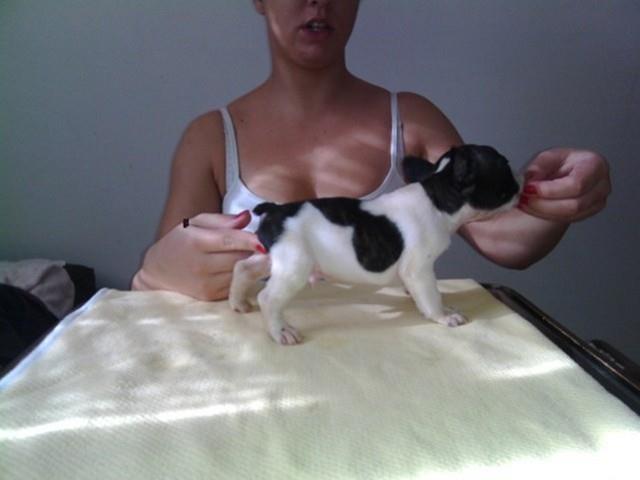 Francuski buldog, muska stenad