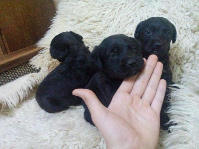 Stenci Labradora