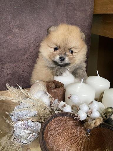 Prelepi-štenci-pomeranaca