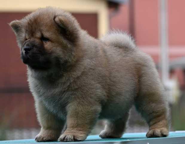 Chow-Cau-Cau