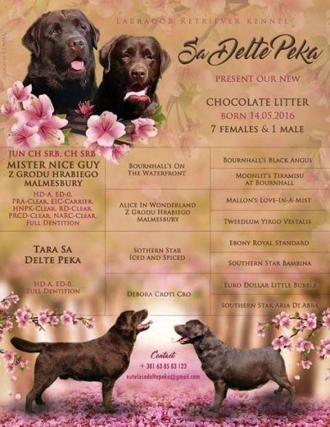 Čokoladni-štenci-Labrador-Retrivera