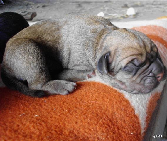 Cane-Corso-stenad