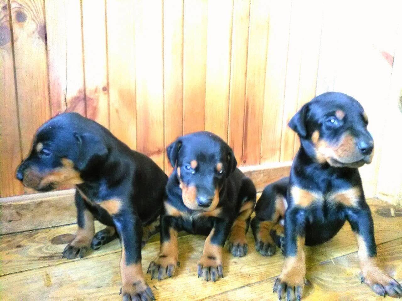 Doberman-stenci-