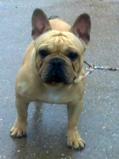 Francuski-buldog