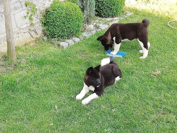 Američka-akita