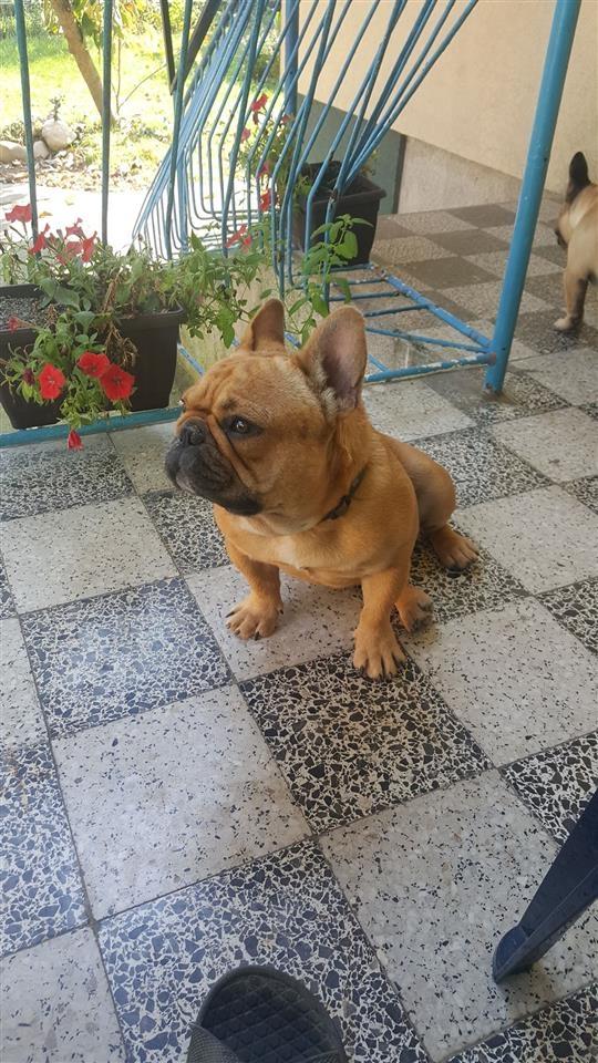 Francuski-buldog-štenci