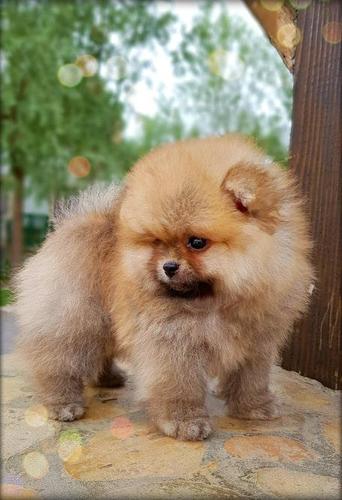 Mini Boo Pomeranac