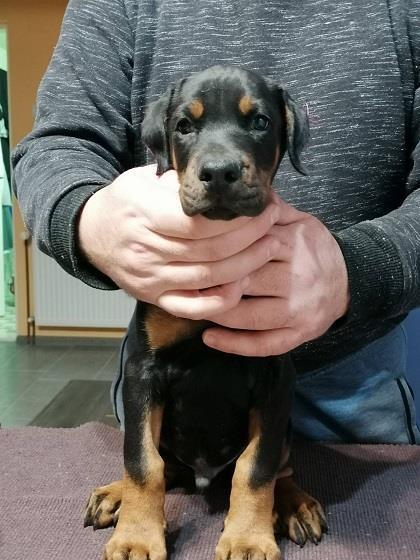 Doberman-štenci