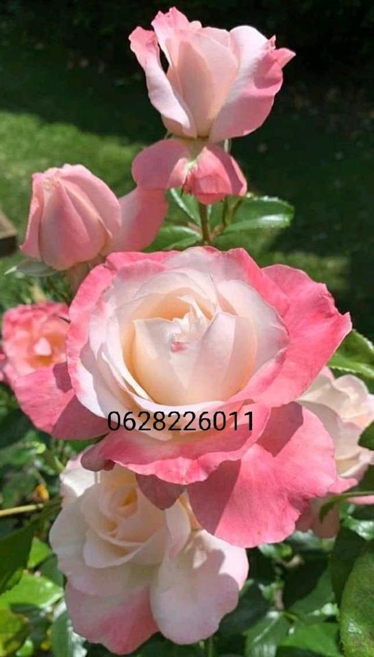 Sadnice-