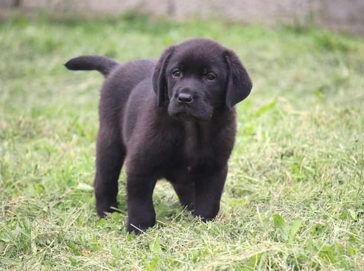 Labradori