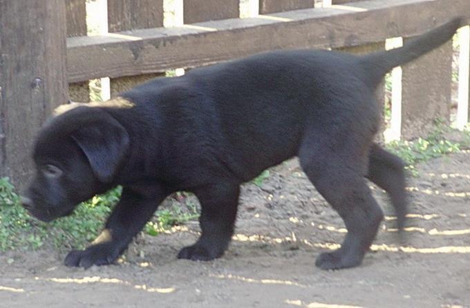 Labrador-retriver-stenad