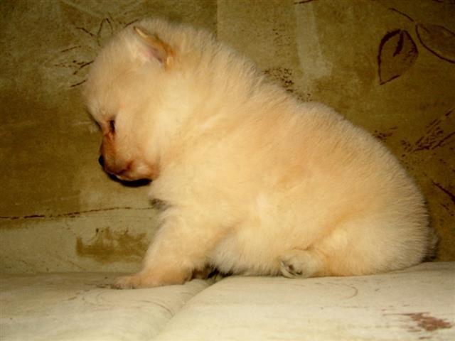 Pomeranac-stenci