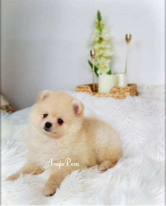 Mini-Pom-Medvedic