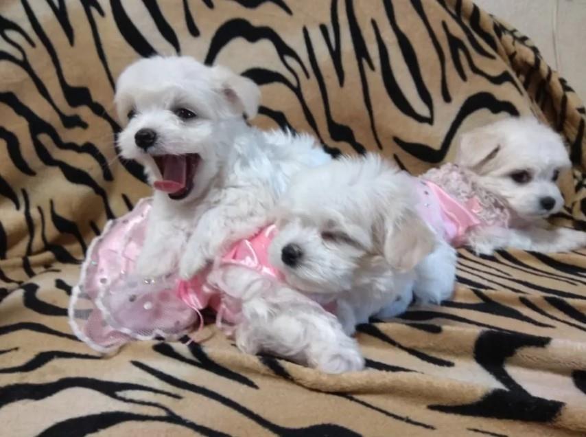 Maltezer-i-coton-de-tulear-stenci-na-prodaju-