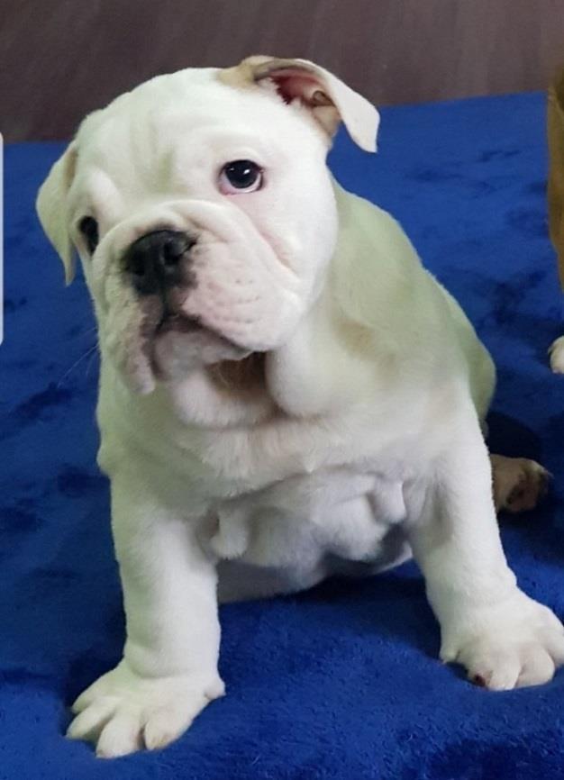 Engleski-buldog--štenci-na-prodaju