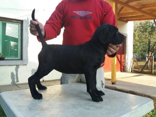 Cane-corso-
