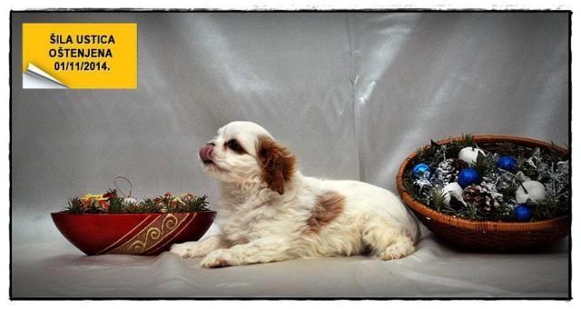 Kavalier-King-Charles-Spaniel
