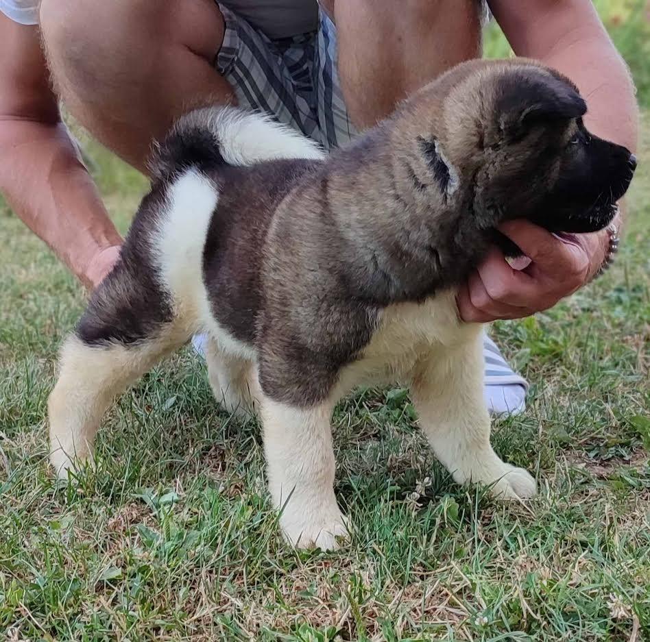 Američka-Akita-