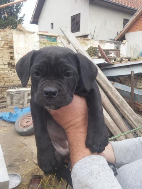 Cane-corso-stenci