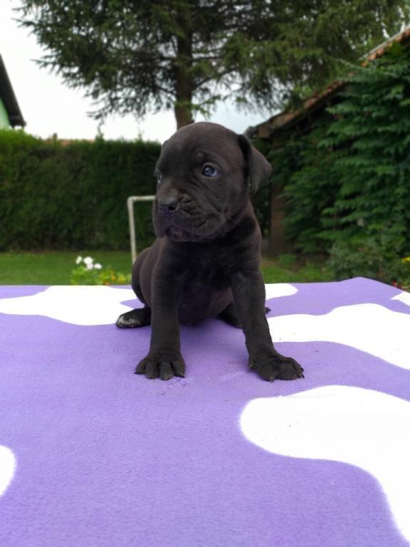 Cane-corso-stenci