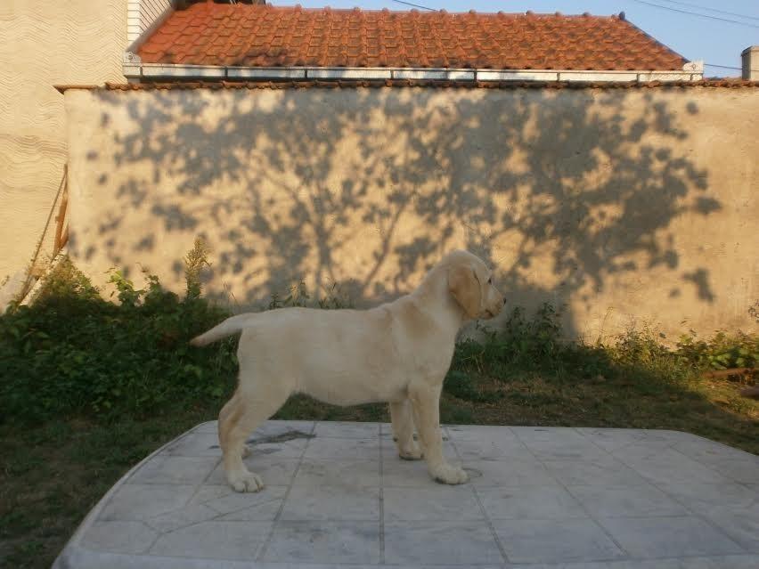 Labrador---ženski-štenci-