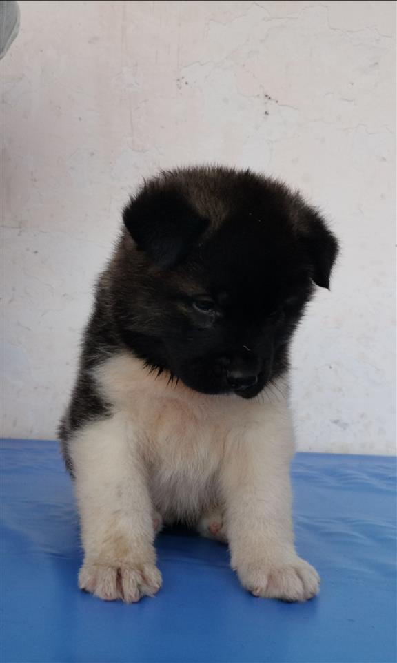 Američka-akita-štenad-na-prodaju-