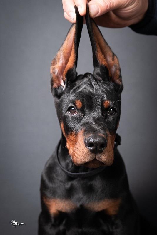 Doberman-stenci