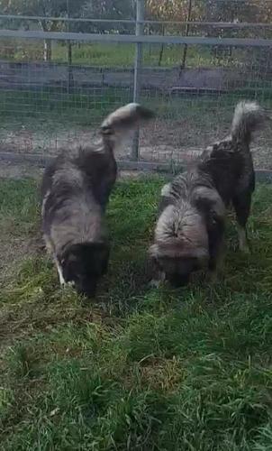 Šarplaninac 