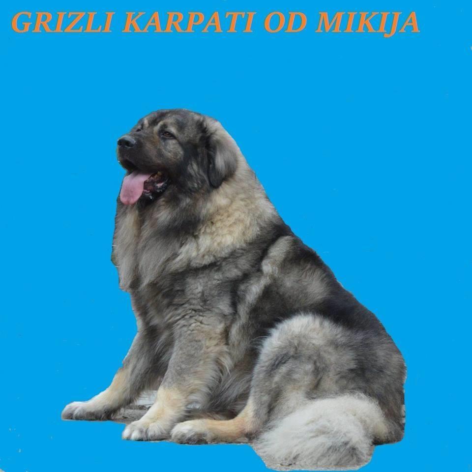 Sarplaninci--stenad