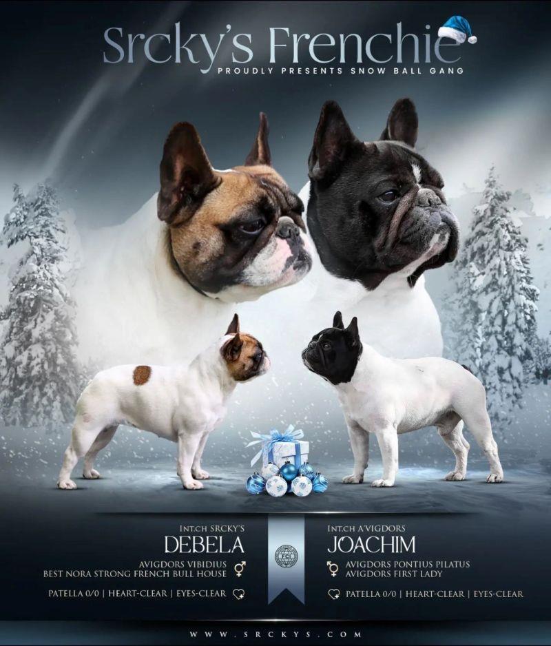 Francuski-buldog-štenci