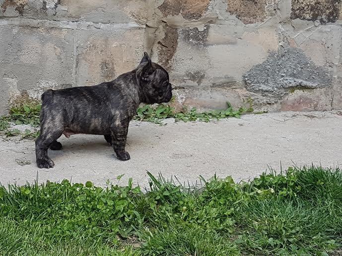 Francuski-buldog-štenci-