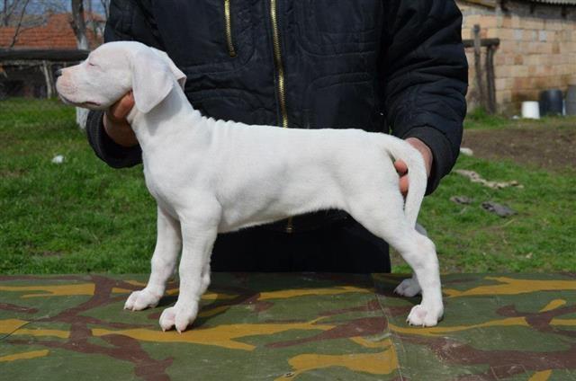 Dogo Argentino stenci