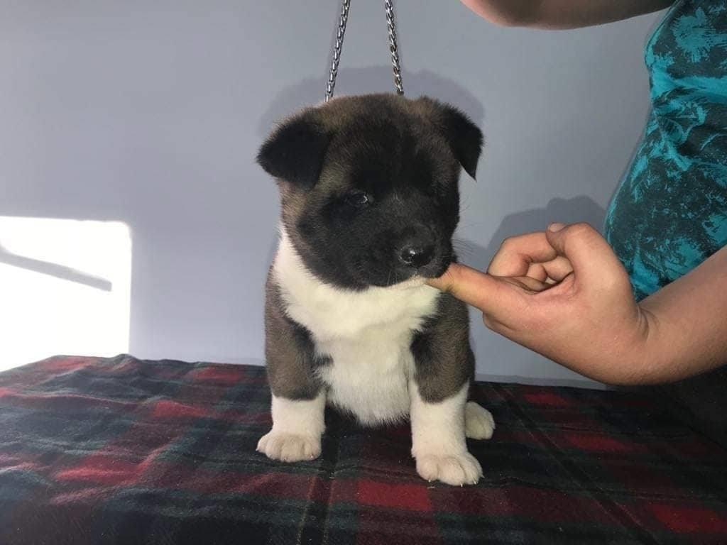 Američka-akita-prelepi-štenci