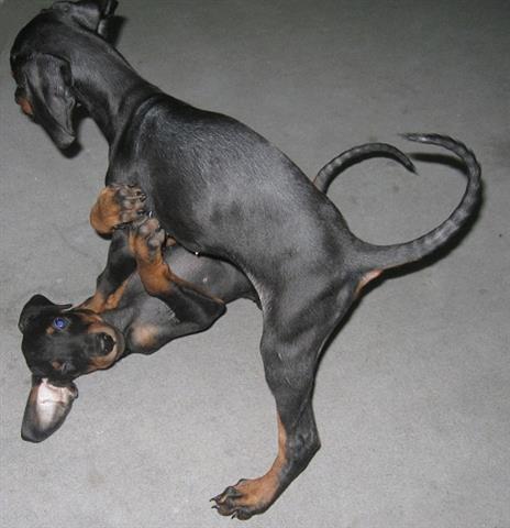 Stenad-dobermana