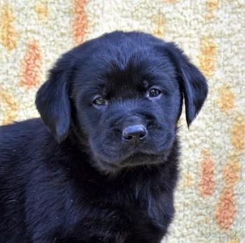 Labrador-Retriver-štenci