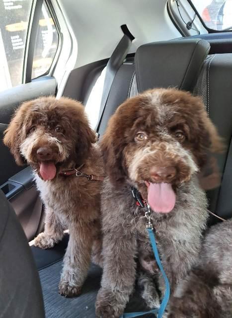 Lagotto-Romagnolo-štenci