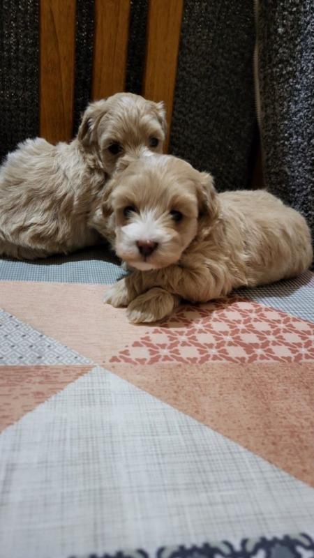 Mini-Maltipoo-štenci