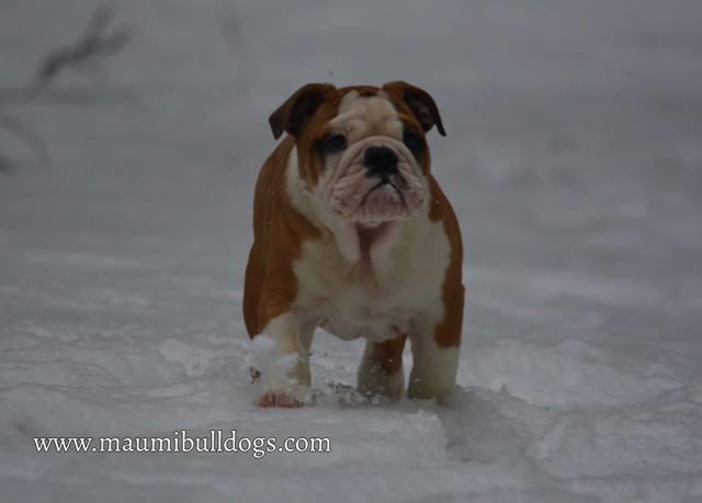 Engleski-buldog