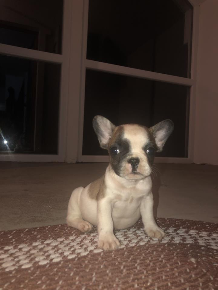Francuski-buldog-štenci