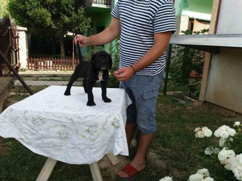 CANE-CORSO-