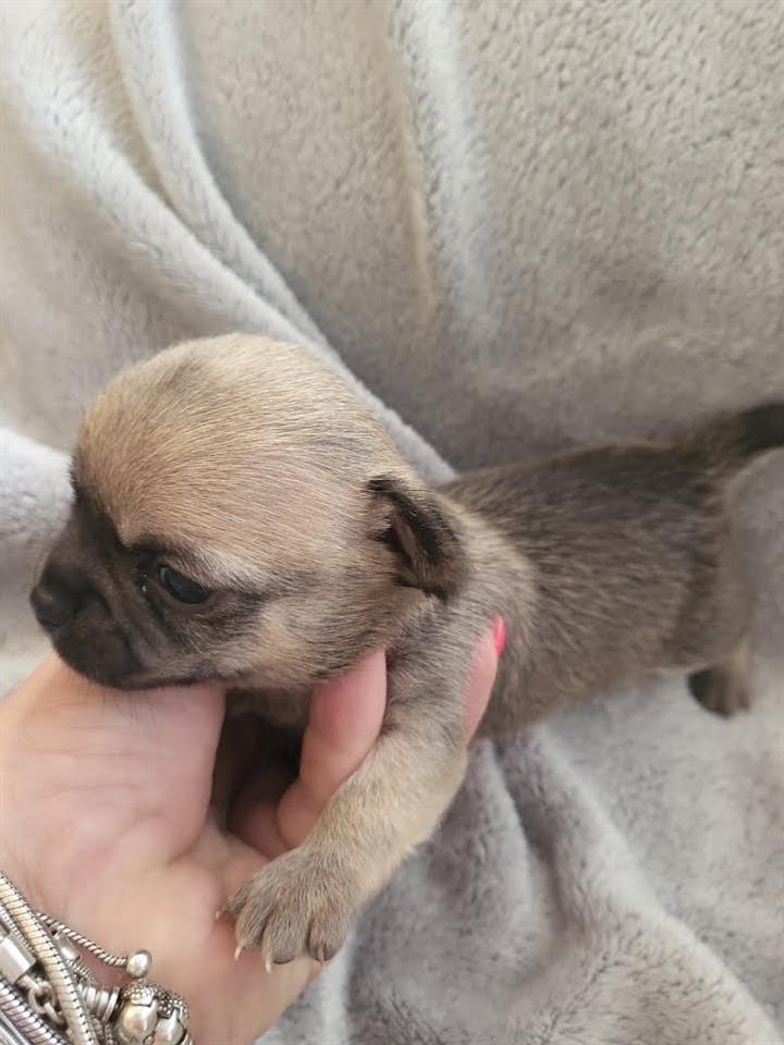 Čivava-mini-štenci-